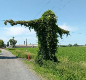 Buka z Krobusza
